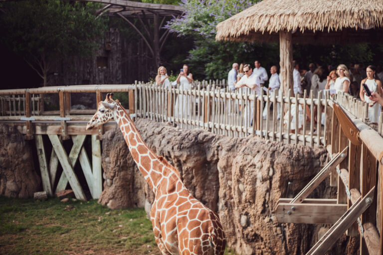 Cowtown Summer Soiree