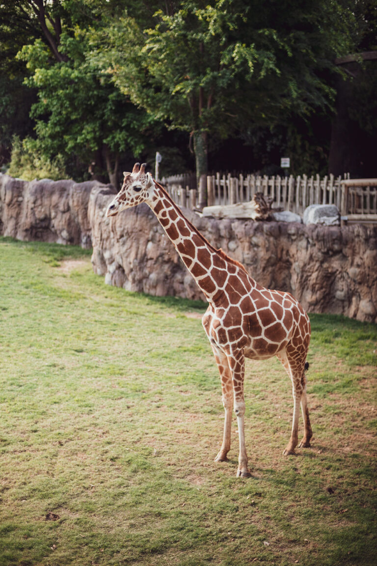 Cowtown Summer Soiree