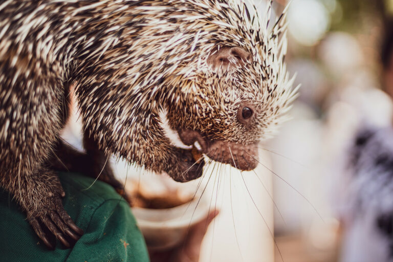 Cowtown Summer Soiree